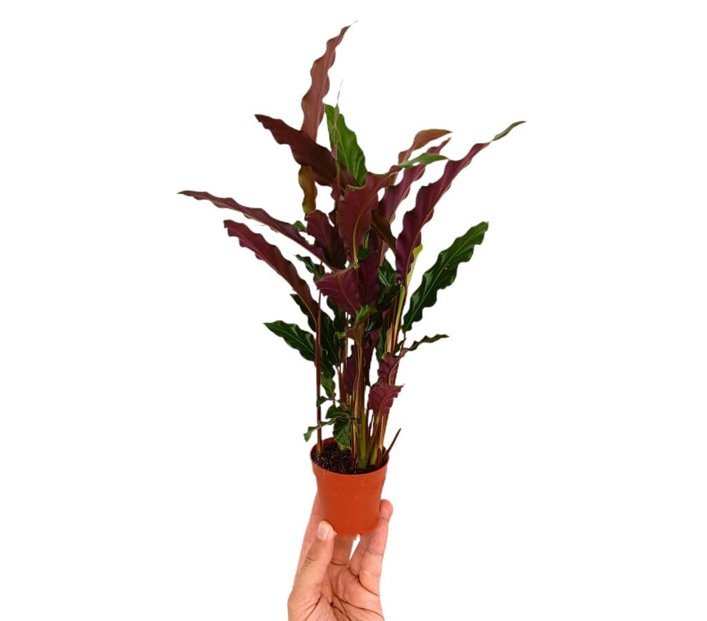 Calathea M7_0