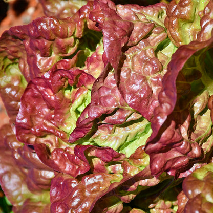 Plantón Lechuga Cuatro Estaciones 3 Unidades - PlantaBo_1