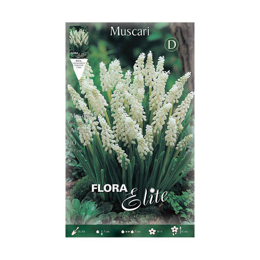Bulbos Muscaris blanco 10 uds