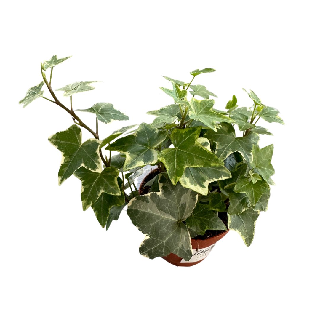 Hiedra Planta De Interior Y Exterior (hedera Spp.)_0