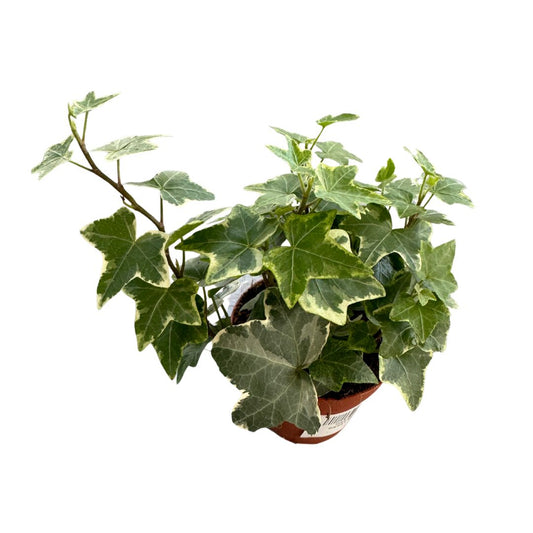 Hiedra Planta De Interior Y Exterior (hedera Spp.)_0