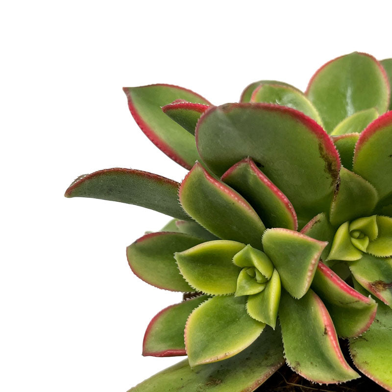 Aeonium haworthii "kiwi" Cactus Y Suculentas M8,5 cm Ø_2