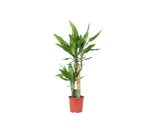 Dracena Steudneri 2 Troncos 45-15 M17 70cm_0