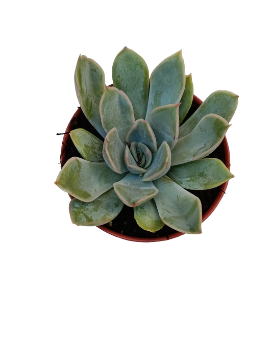 Echeveria Tippy Ø5 Planta Suculenta De Sol_0