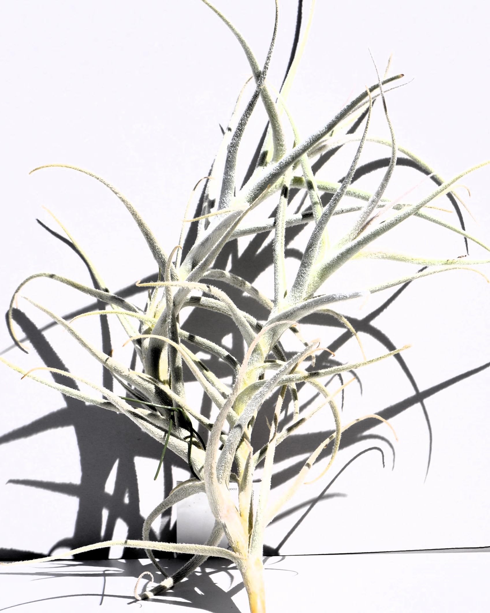 Tillandsia paleacea; planta del aire plateada; Curiosarium; altura 25 cm, diámetro 15-20 cm_0