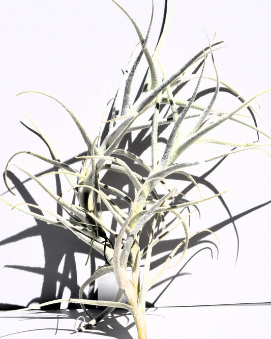 Tillandsia paleacea; planta del aire plateada; Curiosarium; altura 25 cm, diámetro 15-20 cm_0