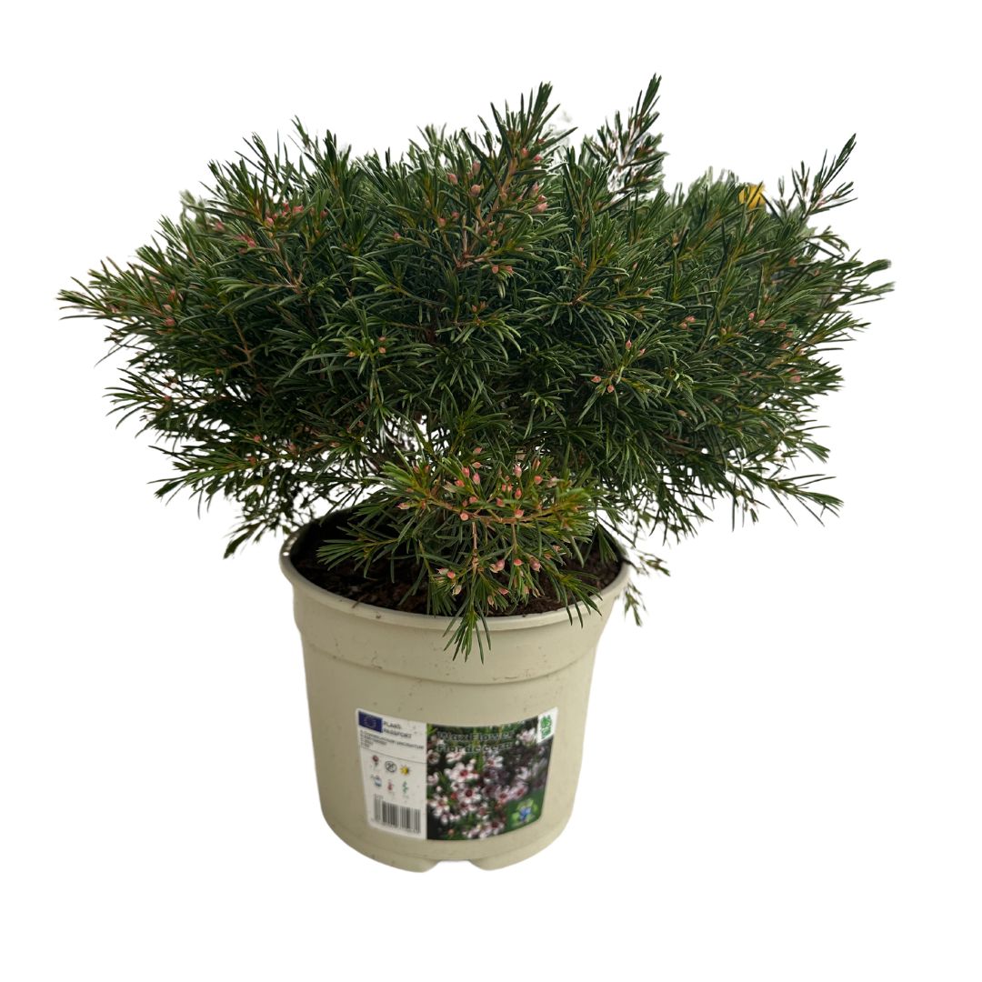 Chamalacium O Flor De Cera Planta Con Flor De Exterior_0