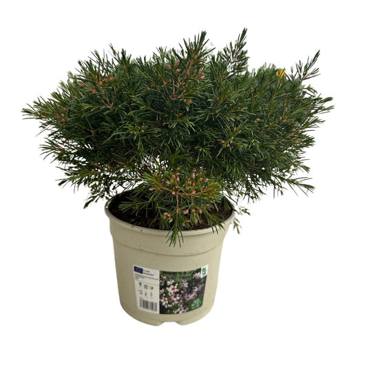 Chamalacium O Flor De Cera Planta Con Flor De Exterior_0