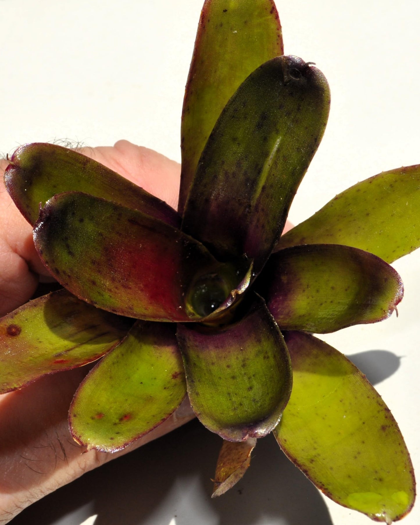 Neoregelia 'Mephisto'; bromelia verde y púrpura, adecuada para terrarios; Curiosarium; altura 12 cm, diámetro 8 cm_0