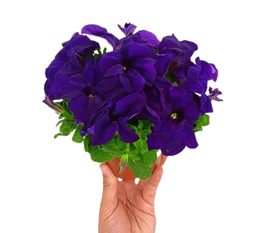 Petunia Grandiflora M11_0