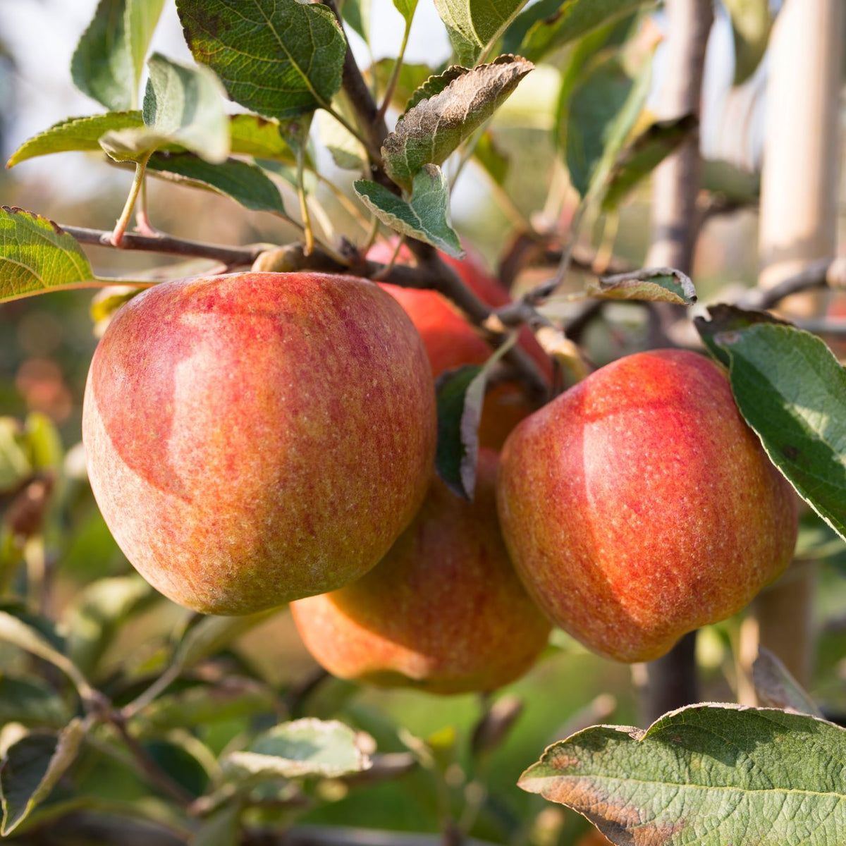 Manzano - Manzana Fuji- Manzana Semi Roja - Planta Viva - Altura 120/150_0