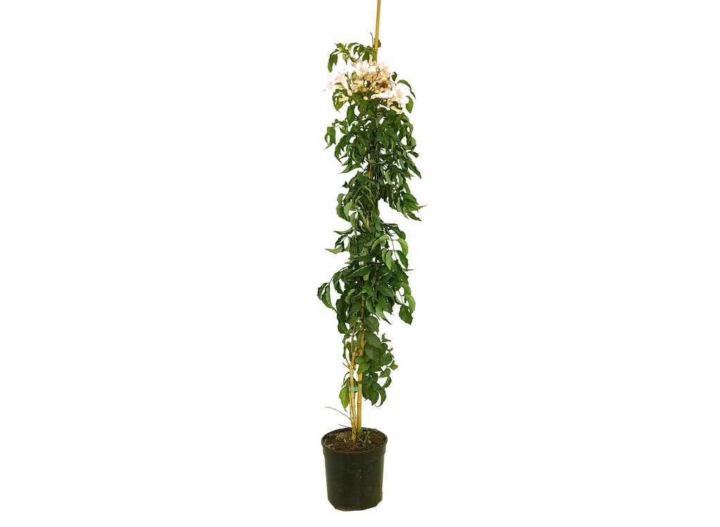 Bignonia Ricasoliana M20 140-160cm_0