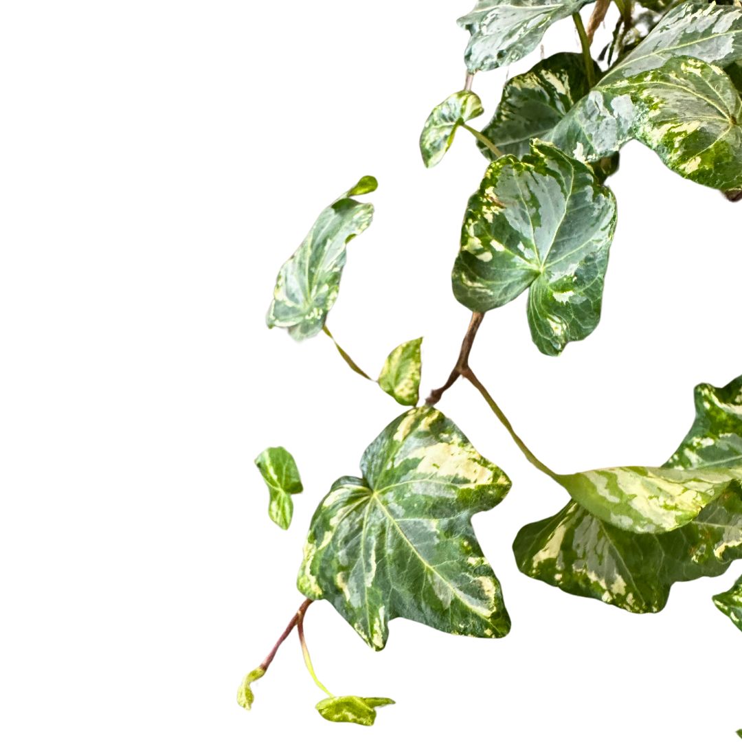Hiedra Colgante Planta De Interior Y Exterior (hedera Spp.)_1
