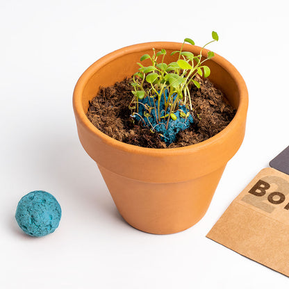 Bombas de Biodiversidad – Jardín Mediterráneo, Flores Silvestres para Polinizadores - Resetea_2