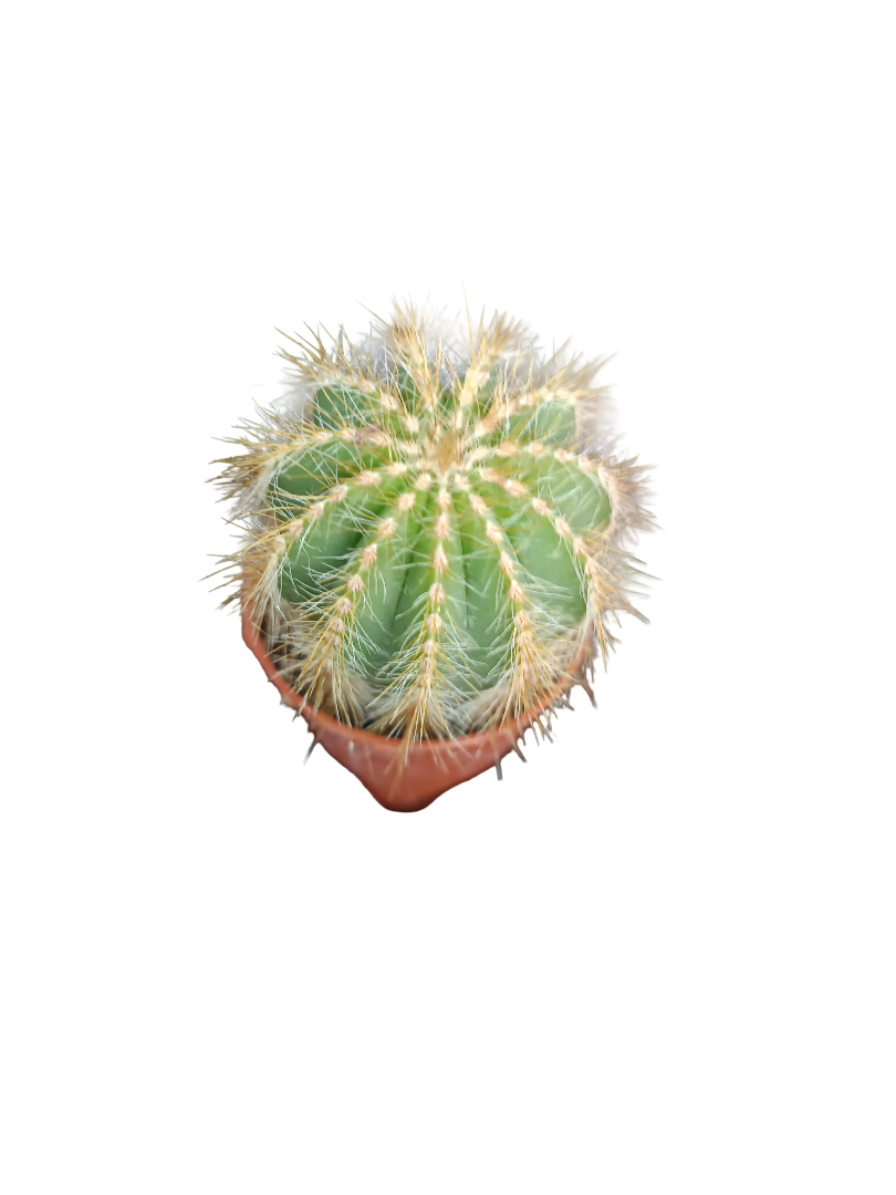 Cactus Parodia Magnifica Planta De Ø5 Cm_0