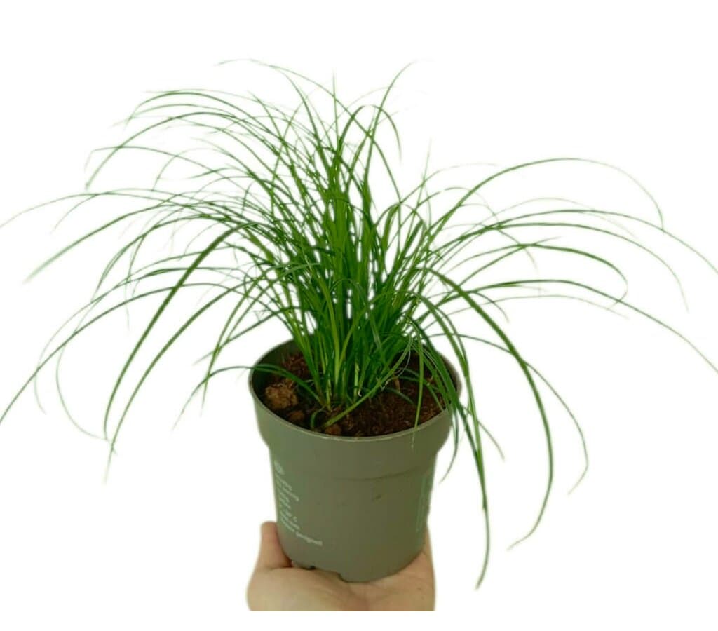Carex Brunnea M11_0