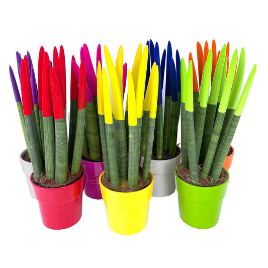 Sansevieria Cilindrica Pintada M12 30cm_0