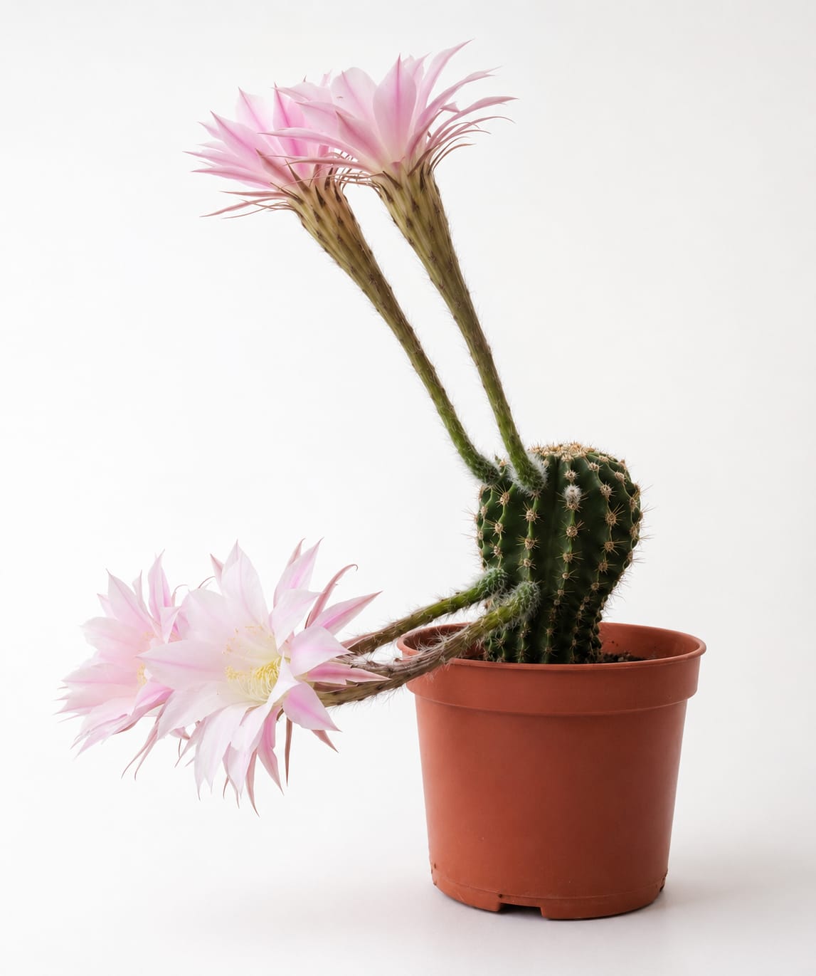 Cactus Echinopsis Oxygona (cactus Erizo Americano). Maceta Pequeña (7cm)._0