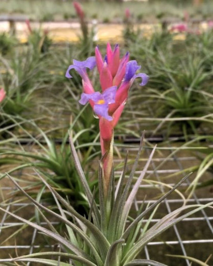 Tillandsia tenuifolia; planta del aire, ideal para principiantes; Curiosarium; atura 8-10 cm, diámetro 8-10 cm_1