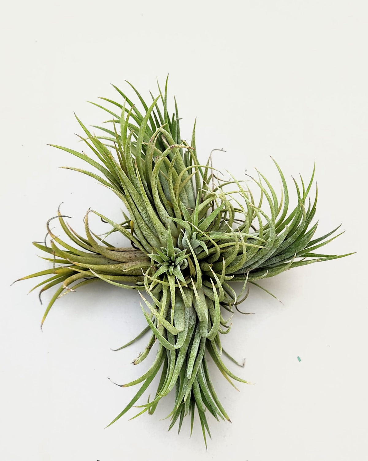 Tillandsia ionantha rubra "clump"; planta del aire, mata de plantas; Curiosarium; altura 10 cm, diámetro 15-18 cm_4