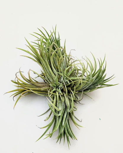 Tillandsia ionantha rubra "clump"; planta del aire, mata de plantas; Curiosarium; altura 10 cm, diámetro 15-18 cm_4