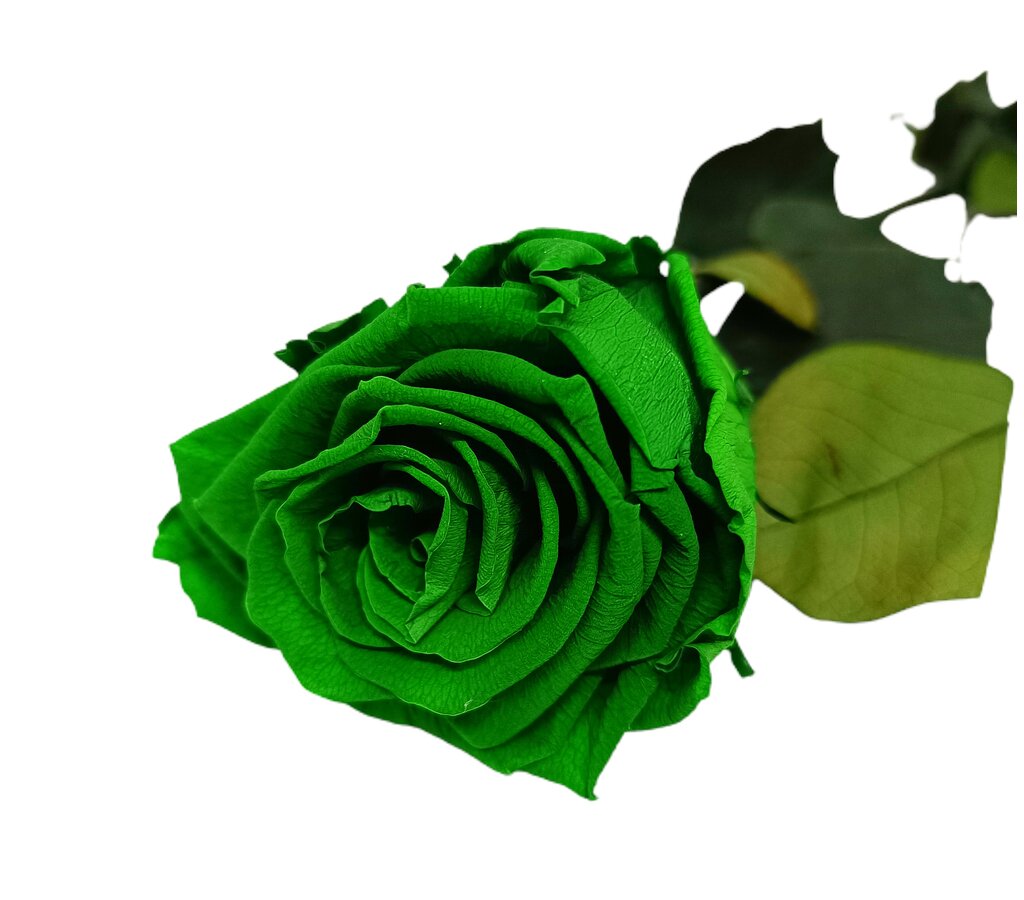 Mundo Eterno Rosa Preservada Verde 55cm_0