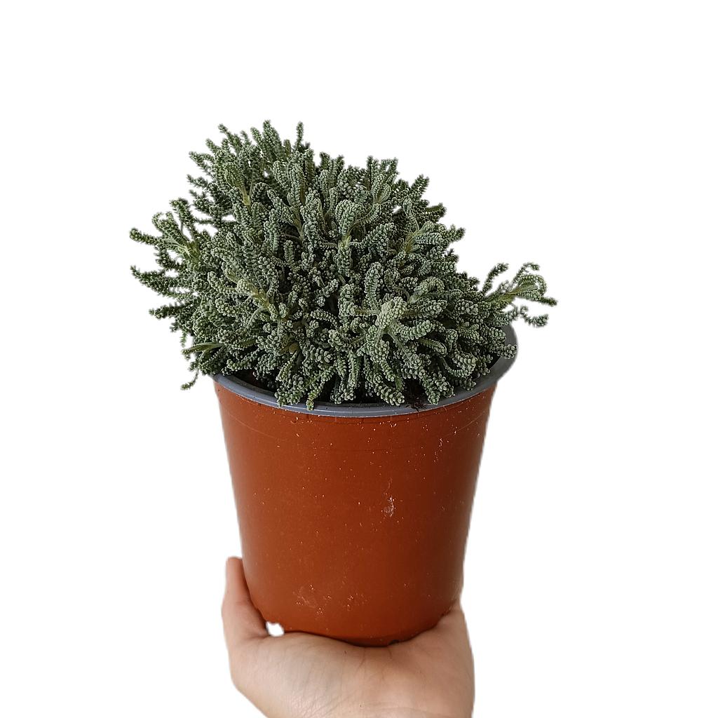 Santolina M13_0