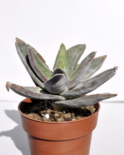 Crassula 'garnet Lotus'; Planta Suculenta, Planta De Colección; Curiosarium; Diámetro Maceta 10,5 Cm_1