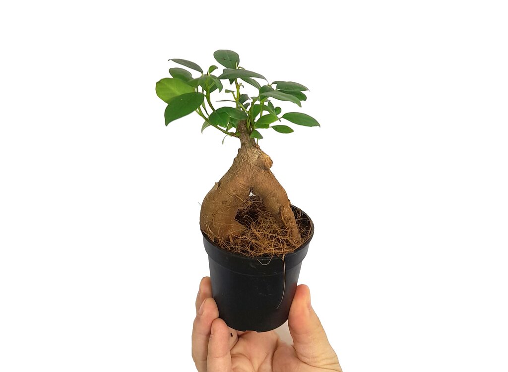 Bonsai Ficus Microcarpa Ginseng M7_0