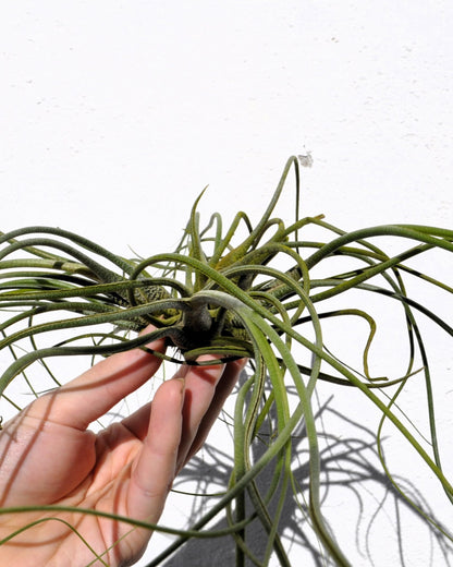 Tillandsia butzii "clump"; planta del aire, mata de plantas; Curiosarium; altura 10-15 cm, diámetro 30-50 cm_0