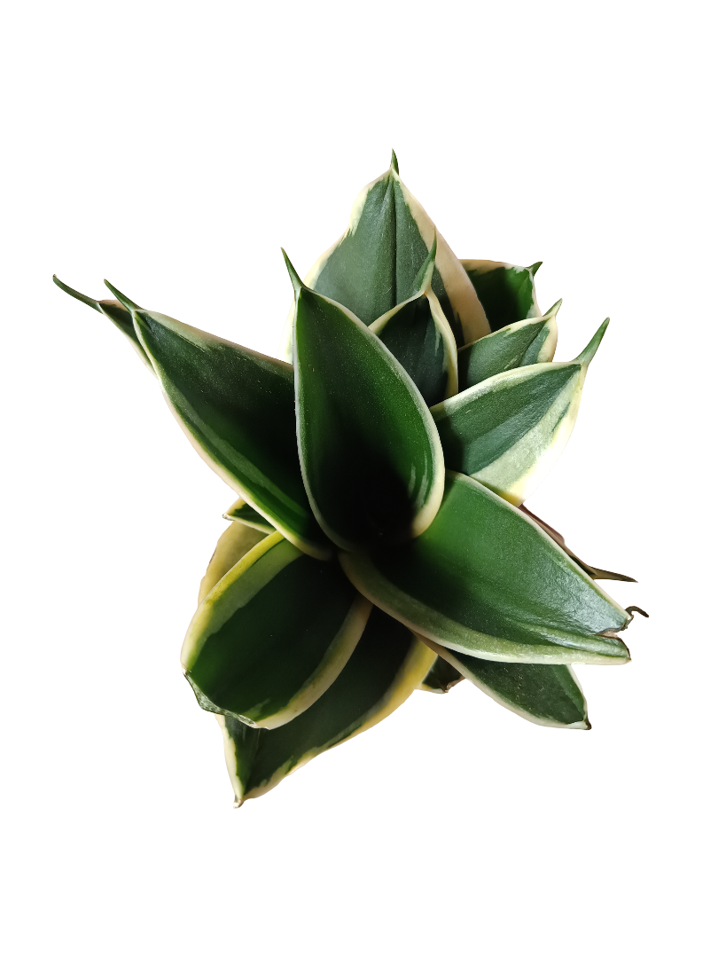 Sansevieria Hahnii Pagoda Planta De Interior_0