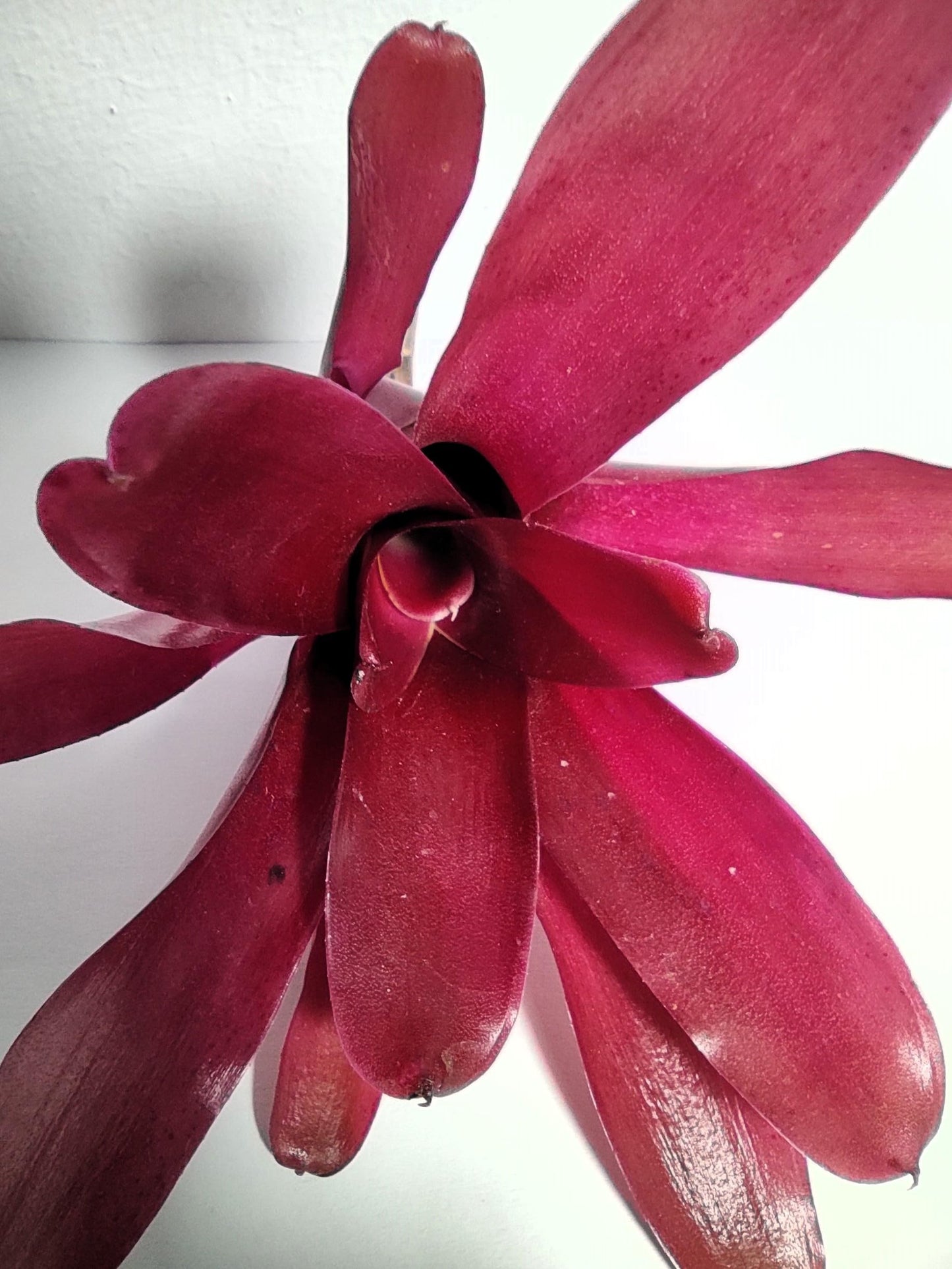 Neoregelia 'Super Fireball'; bromelia roja; Curiosarium; altura 15-18 cm, diámetro 10-12 cm, sin sustrato_0