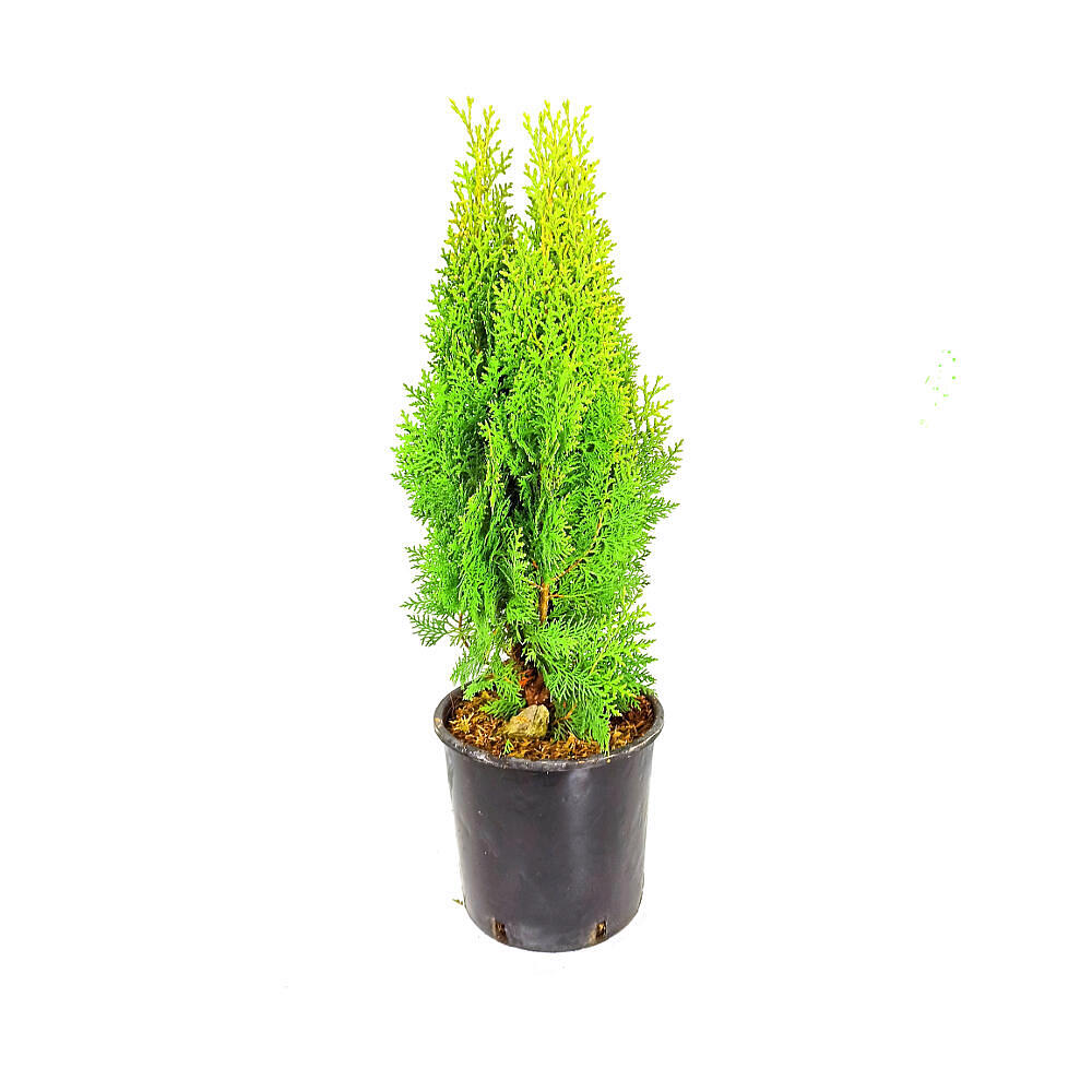 Thuja Aurea Nana M20_0