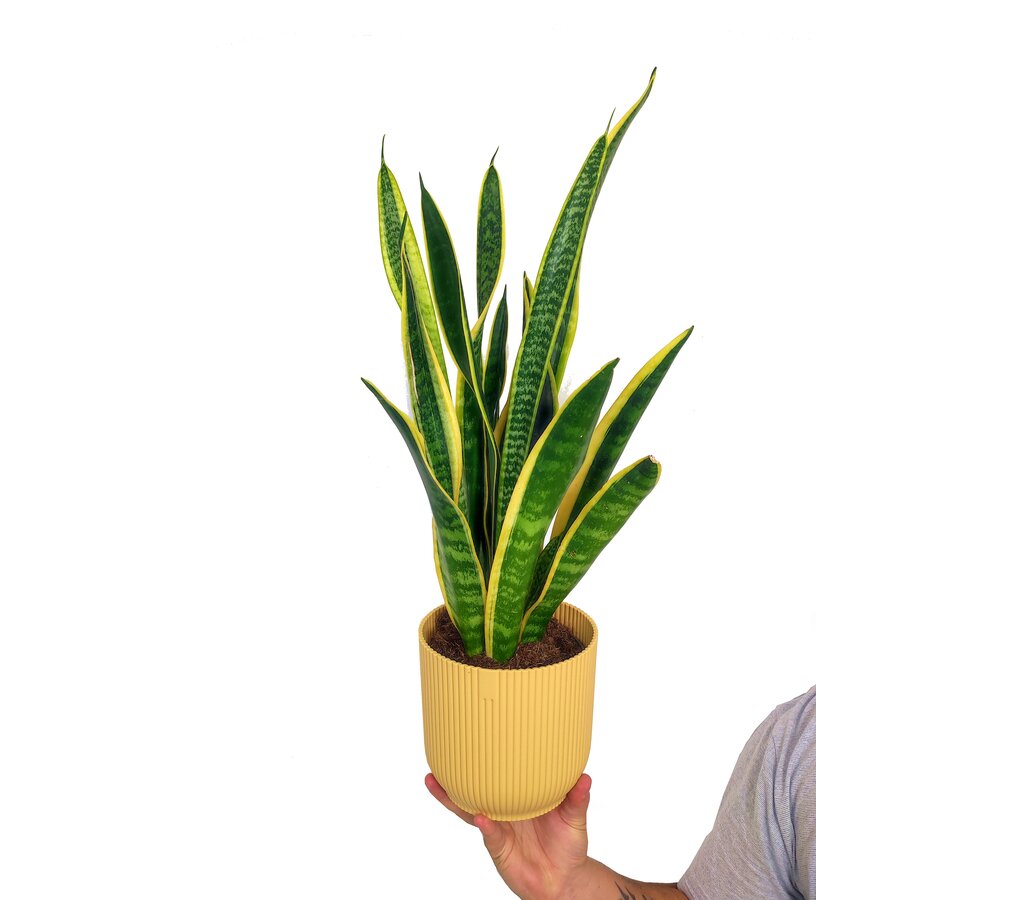 Sansevieria Laurenti M14 45cm (lengua De Suegra)_1