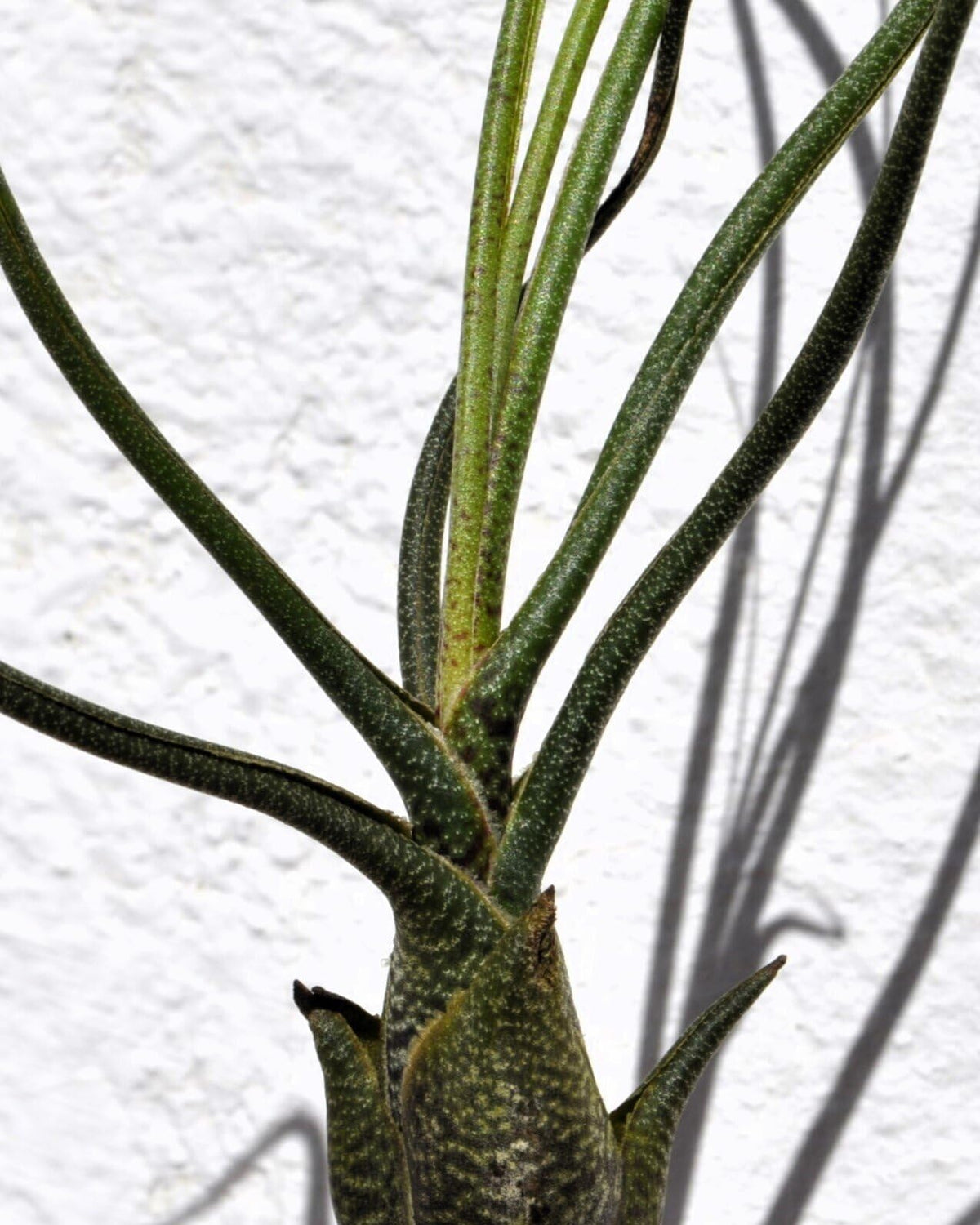 Tillandsia butzii; planta del aire "piel de serpiente"; Curiosarium; altura 15-25 cm, diámetro 10-15 cm_0