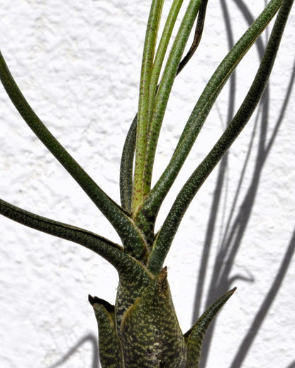 Tillandsia butzii; planta del aire "piel de serpiente"; Curiosarium; altura 15-25 cm, diámetro 10-15 cm_0
