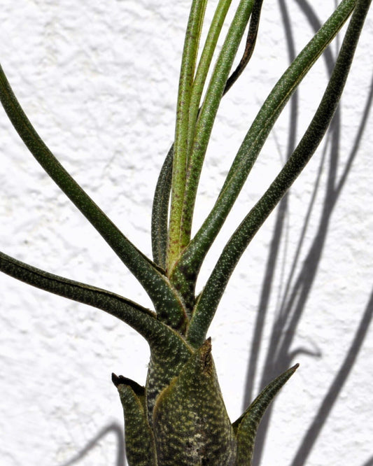 Tillandsia butzii; planta del aire "piel de serpiente"; Curiosarium; altura 15-25 cm, diámetro 10-15 cm_0
