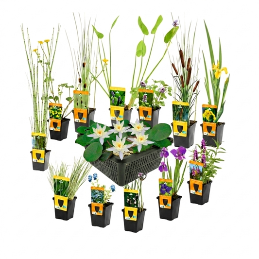 Set Sorpresa Plantas Estanque - 12 Plantas Incl. Nenúfar Blanco_0