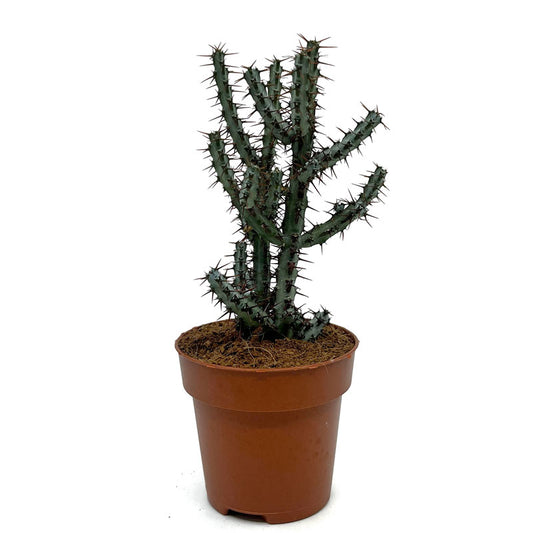 Euphorbia Aeruginosa Cactus Y Suculentas M8,5 cm Ø_0