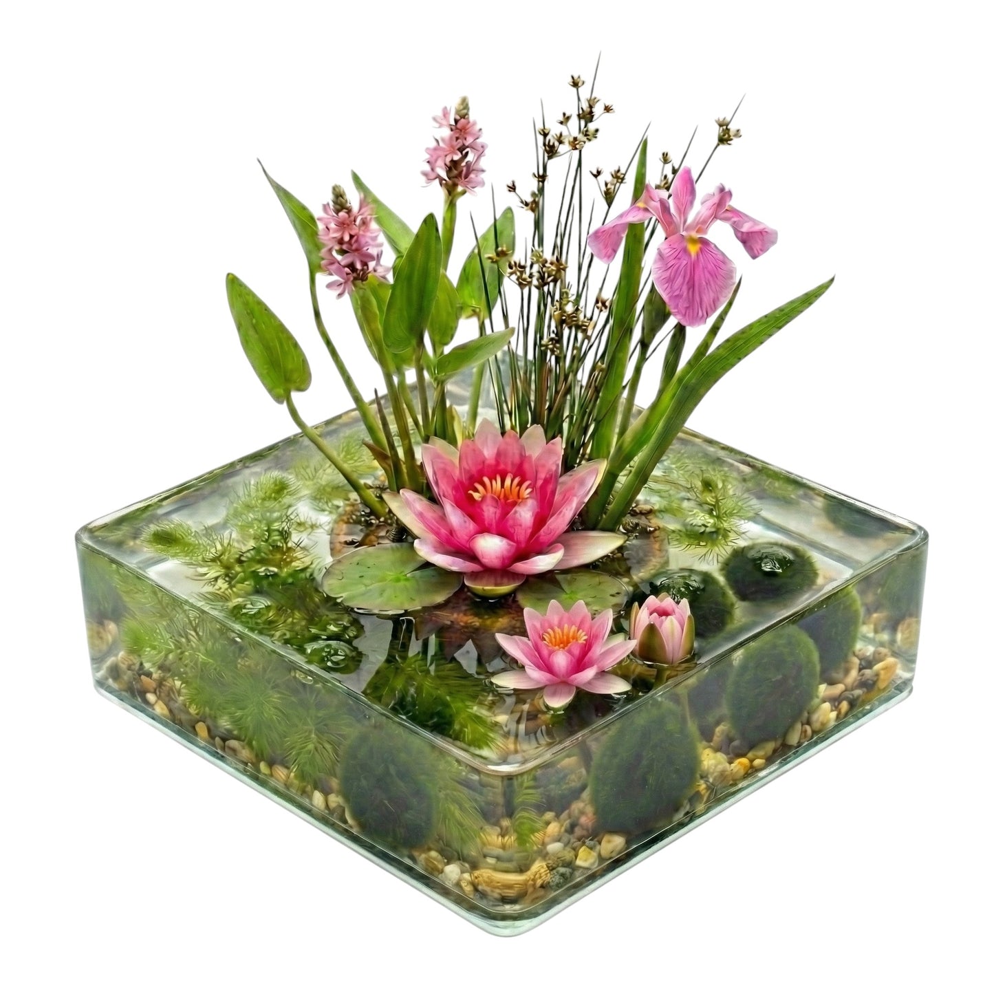 Mini Estanque Set Completo Rosa 25-90l - 11 Plantas Y Bacterias_0
