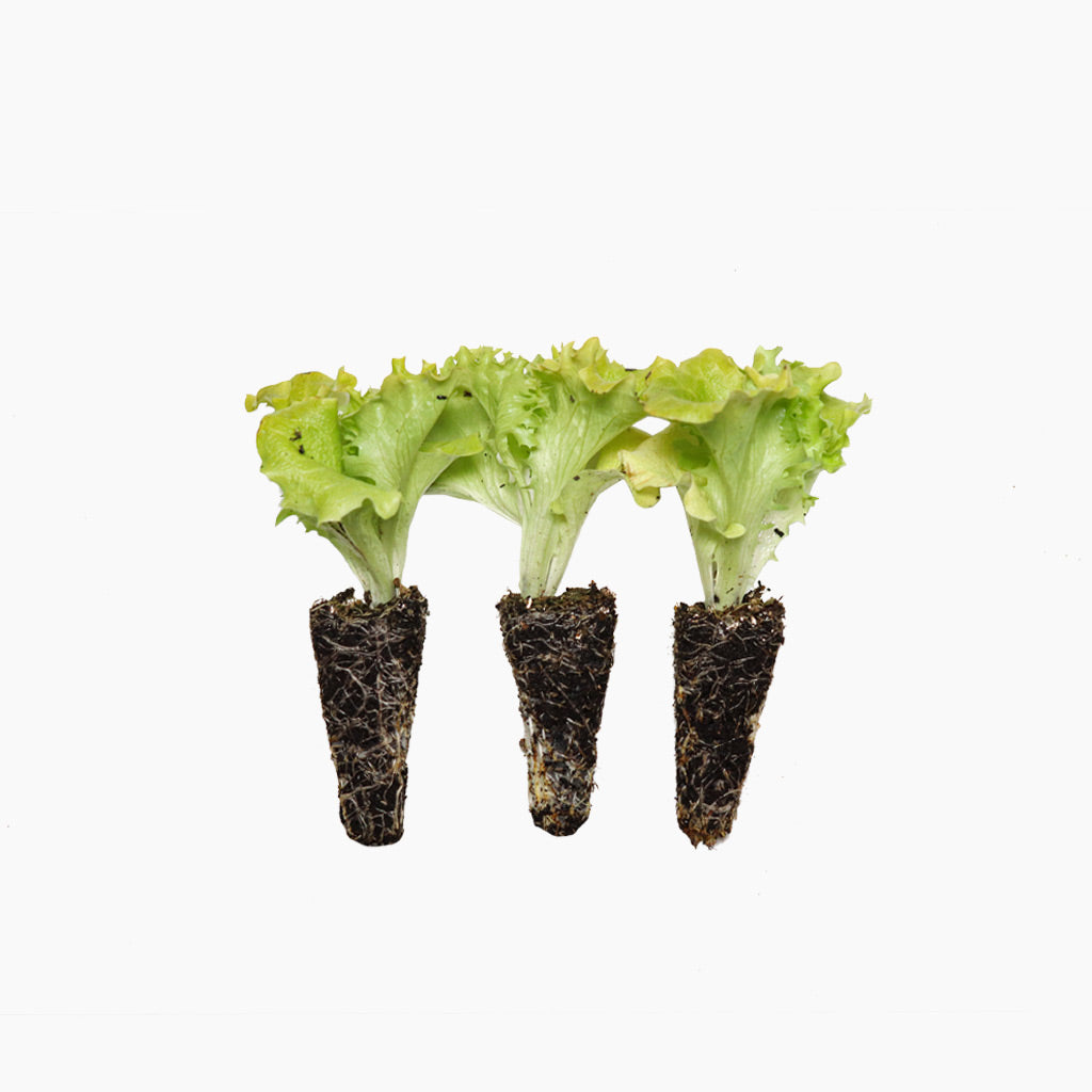 Plantón Lechuga Lollo Bionda 3 Unidades - PlantaBo_0