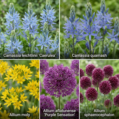 Aqua Bulbs Mezcla Para Mariposas - Especialmente Atractiva Para Mariposas_2