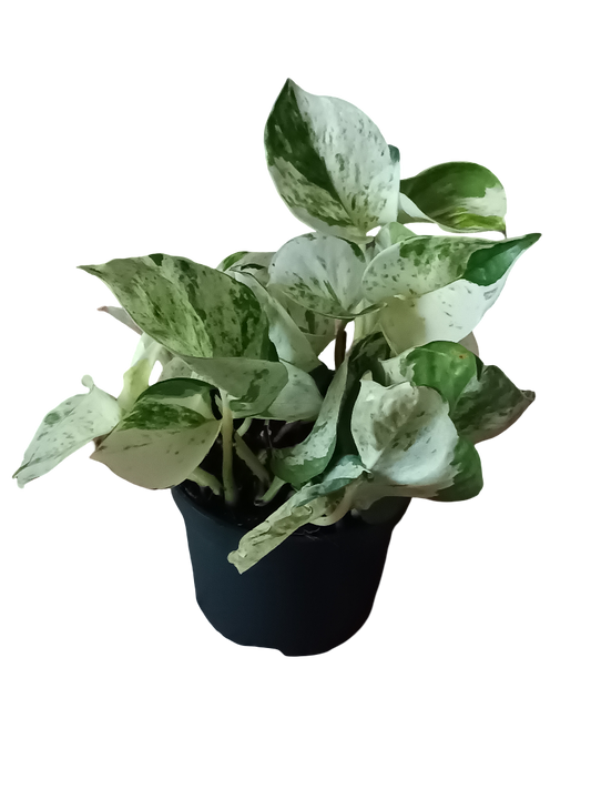 Potho Blanco Happy Leaf Planta De Interior Colgante Ø12_0