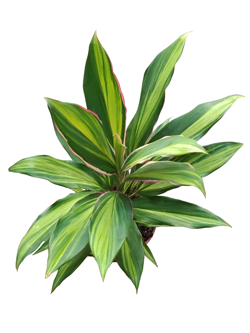 Cordeline Verde Variegata Planta De Interior Ø12 40 Cms_0