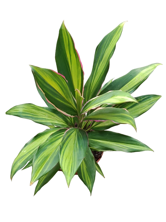 Cordeline Verde Variegata Planta De Interior Ø12 40 Cms_0