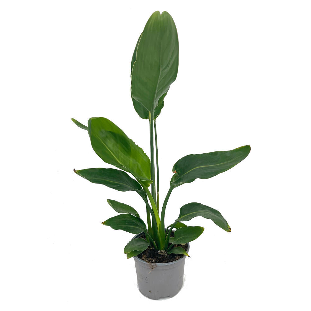Strelitzia Regina M20 60-75cm (ave Del Paraíso)_0