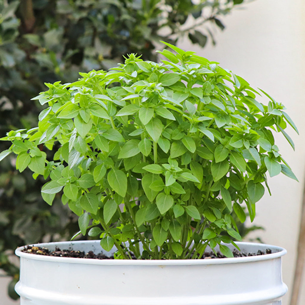 Maceta Albahaca De Hoja Pqueña 10,5 Cm - Plantabo_1