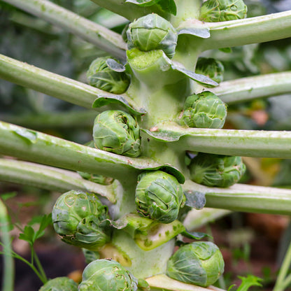 Plantón Coles De Bruselas - PlantaBo_1