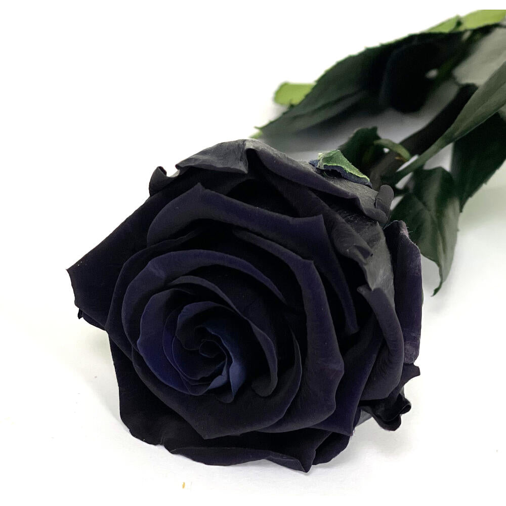 Mundo Eterno Rosa Preservada Negra 55cm_0