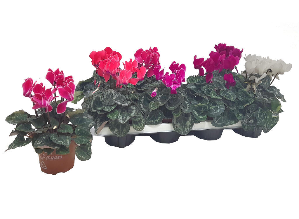 Cyclamen Persicum M11 20cm_0